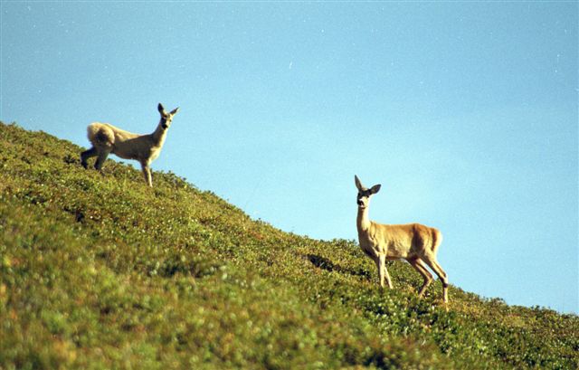 Il Capriolo